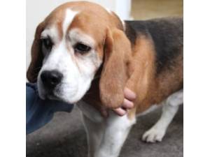 Jack - Male Beagle Photo