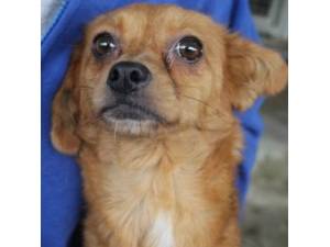 Henna - Female Cross Breed Photo