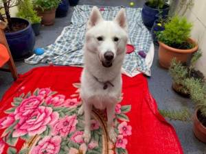 Ghost - male Siberian Husky Photo