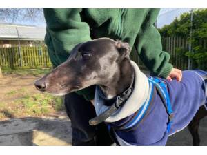 Poppy - Female Greyhound Photo