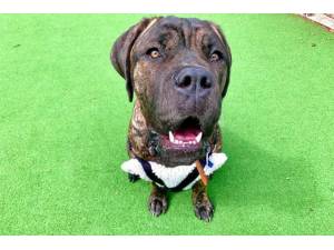 Frank - Male Dogue de Bordeaux Photo
