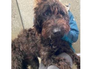 Offer - Male Labradoodle Photo