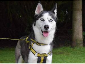 Amy - Female Siberian Husky Photo