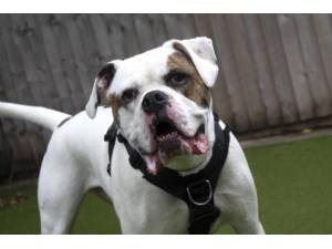 Arnie - Male American Bulldog Photo