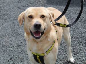 Bailey - Male Labrador Photo