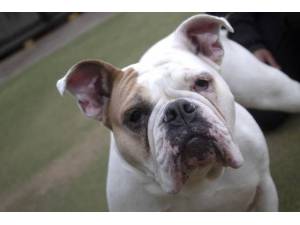 Bella - Female Bulldog: English Photo