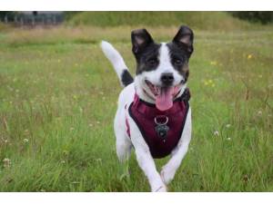 Bracken - Female Jack Russell Terrier (JRT) Photo