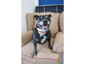 Cav - Male Staffordshire Bull Terrier (SBT) Photo