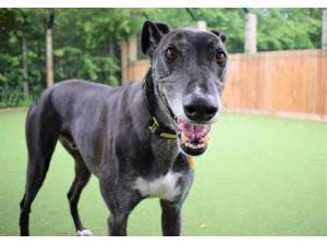 Ernest - Male Greyhound Photo