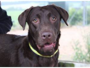 Grace - Female Labrador Photo