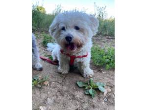 Harry - Male Bichon Frise Photo