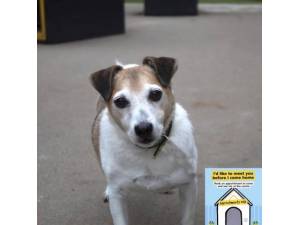 Jake - Male Jack Russell Terrier (JRT) Photo