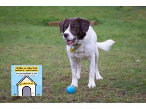 Jed - Male Spaniel: English Springer Photo
