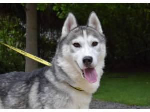 Jonny - Male Siberian Husky Photo