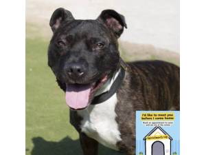 Noah - Male Staffordshire Bull Terrier (SBT) Photo