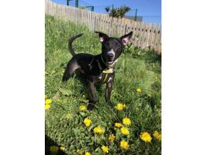 Peppy - Male Terrier Cross Photo