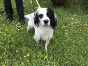 Quincey - Male Spaniel Cross Photo