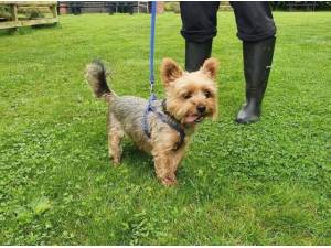 Navigation - Yorkshire Terrier Photo