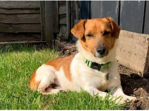 Navigation - Jack Russell Terrier Photo