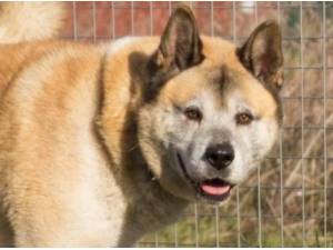 Navigation - Japanese Akita Photo