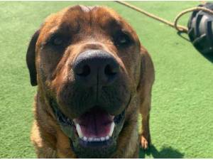 Navigation - Bull Mastiff Photo