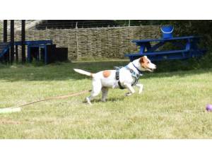 JACK - Male Terrier: Parson Russell Photo