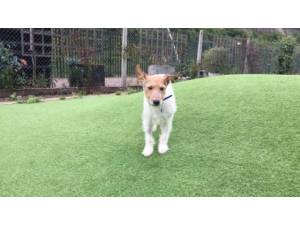 JEFFERY - Male Terrier: Jack Russell Photo