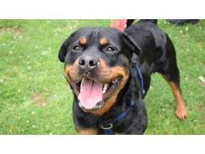 BONNIE - Female Rottweiler Photo