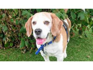 GIZMO - Male Beagle Photo