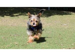 GIZMO - Male Terrier: Yorkshire Photo
