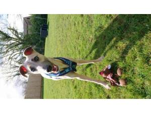 Winston - Male Lurcher Photo