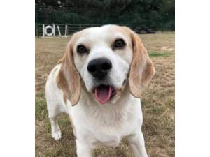 Gibson - Male Beagle Photo