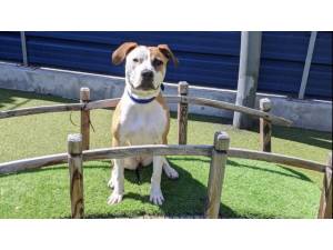 HENLEY - Female Terrier: Staff Bull Photo