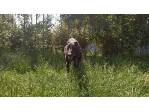 KING - Male Greyhound Photo