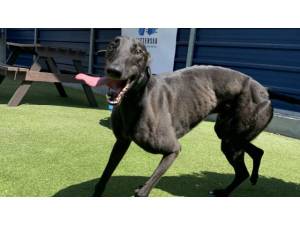 BILLY - Male Greyhound Photo