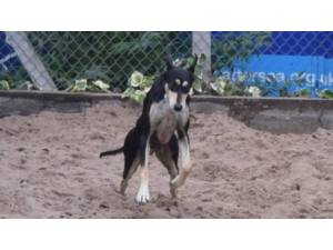 KELVIN - Male Saluki Photo