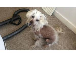 SPIKE (& KINGY) - Male Chinese Crested Photo