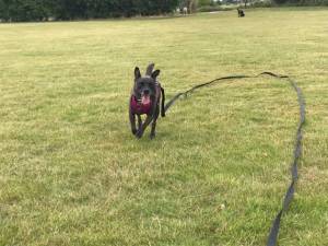 Coco - Female Terrier (Staffordshire Bull) Photo