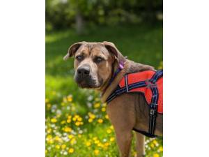 Stanley - Male Mongrel Photo
