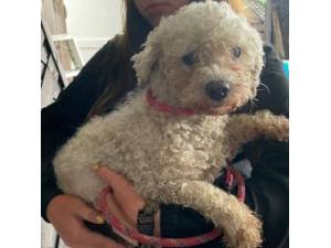Rinky Dink - Female Bichon Frise Photo