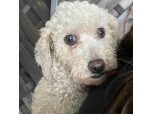 Riley - Female Bichon Frise Photo