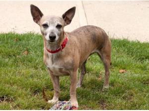 Navigation - Chihuahua (Smooth coat)
crossbreed Photo