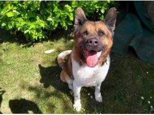 Navigation - American Akita
crossbreed Photo
