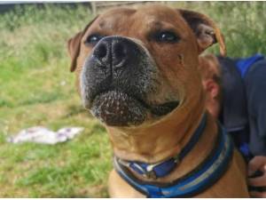 Navigation - Bull Mastiff
crossbreed Photo