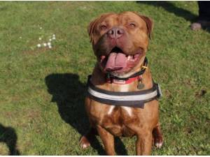 Navigation - Dogue de Bordeaux Photo