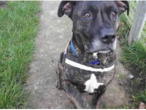 Navigation - Mastiff
crossbreed Photo