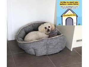 Ben - Male Bichon Frise Photo