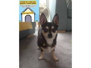 Boyde - Male Chihuahua: Short Hr Photo
