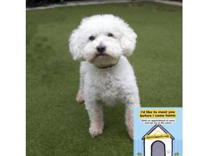 Bruce - Male Bichon Frise Photo
