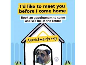 Buddy - Male Mastiff: Old English Photo
